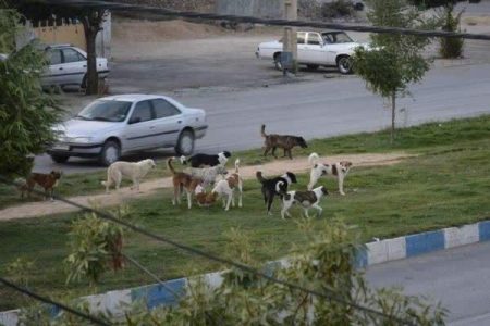 جولان شغال‌ و سگ‌های ولگرد در همدان