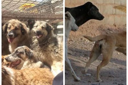 طرح جمع آوری سگ های ولگرد در اسلام آباد غرب کلید خورد