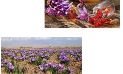 این بار دانستنی هایی در مورد زعفران بر اساس استاندارد ملی INSO 259-1