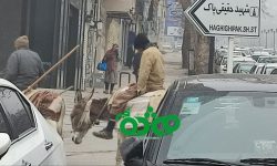 الاغ سواری در شهر/ ساختمان متروکه جهاد سازندگی سابق محل تجمع گربه ها!