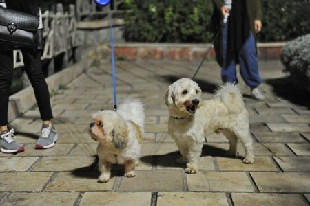 سگ گردانی در اردبیل ممنوع شد/کاش اقدام مشابه ازسوی دادستان استان های دیگر انجام شود!