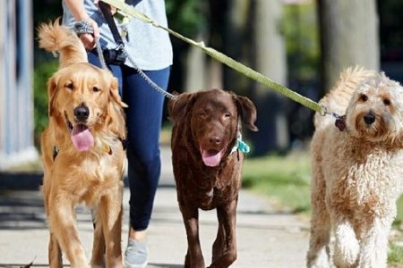 ممنوعیت سگ گردانی در معابر و خودروهای کرمانشاه