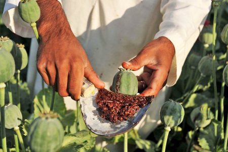 پایتخت مصرف تریاک در ایران / مردم این استان رکورددار مصرف تریاک شدند!