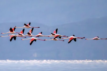 آغاز سرشماری پرندگان در کرمانشاه