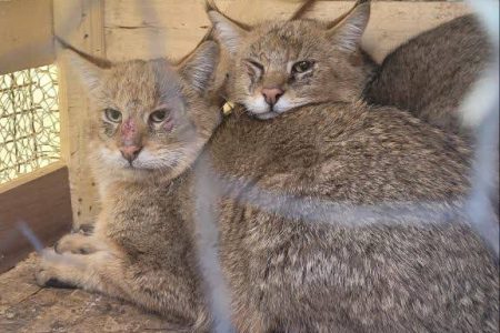 عملیات موفق یگان حفاظت محیط زیست کرمانشاه؛ کشف و ضبط دو گربه وحشی کمیاب، دستگیری متخلف