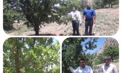 بازدید مسئولان جهاد کشاورزی از باغات بادام دیم دالاهو