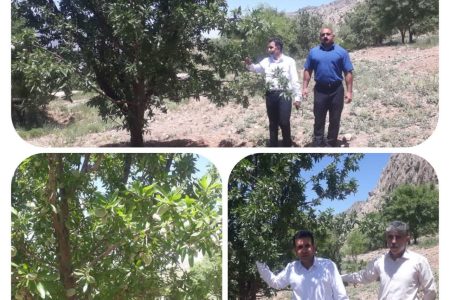 بازدید مسئولان جهاد کشاورزی از باغات بادام دیم دالاهو