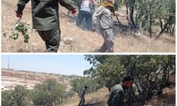 حریق در مناطق آزاد قبل از گسترش مهار شد