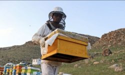 تولید ۱۱ هزار تن عسل در خوی؛ تثبیت جایگاه نخست زنبورداری کشور