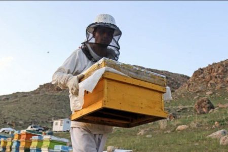 تولید ۱۱ هزار تن عسل در خوی؛ تثبیت جایگاه نخست زنبورداری کشور