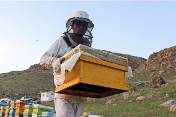 تولید ۱۱ هزار تن عسل در خوی؛ تثبیت جایگاه نخست زنبورداری کشور