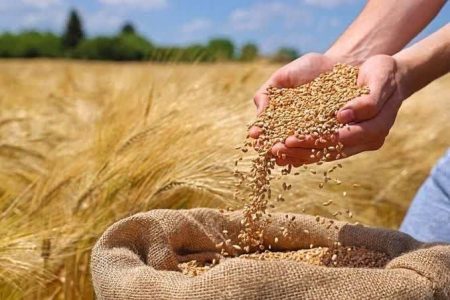 خرید بیش از ۱۹۸ هزار تن گندم در شهرستان کرمانشاه