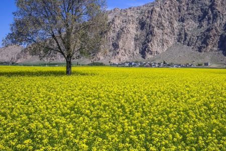  سازمان نظام مهندسی کشاورزی و منابع طبیعی، فرصتی مغتنم برای استان کرمانشاه